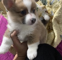 2 Corgi thuần chủng 2 tháng