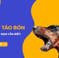 Nguyên nhân và phương pháp khắc phục tình trạng chó bị táo bón