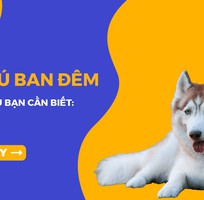 Tại sao lại có tiếng chó hú ban đêm