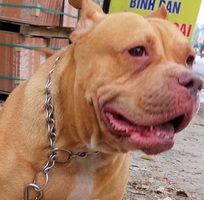 Chó Pitbull cái vàng bò đẹp