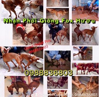 1 Hà Nội , chuyên phối giống fox hươu mini.