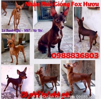 Hà Nội , chuyên phối giống fox hươu mini.