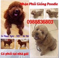 Nhận phối giống Poodle thuần chủng. 0988836803