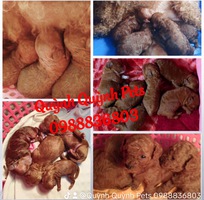 1 Nhận phối giống Poodle thuần chủng. 0988836803