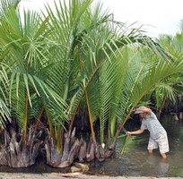 Bán lá dừa nước, lá lợp nhà, lá lợp quán cà phê, lá lợp quán ăn, lá lợp nhà hàng, lá lợp resort