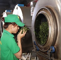Quy trình sản xuất trà Ô long đạt chuẩn - Máy sấy khô trà khay xoay tròn tự động