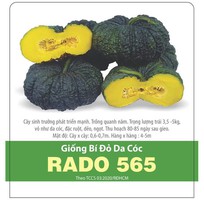 2 Hạt giống Bí đỏ da cóc lai F1 Rado 565 Rạng Đông