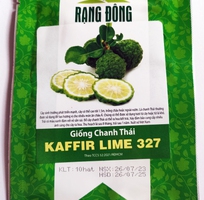 Hạt giống Chanh Thái, Chanh Não, Chanh Chúc Kaffir Lime 327 Rạng Đông