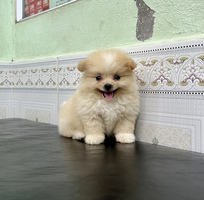 1 Bé pom siêu cute nhà sinh sản