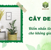 Cây Decor - Điểm Nhấn Tinh Tế Cho Không Gian Sống