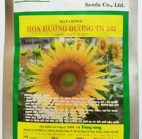 Hạt giống Hoa hướng dương cao bông to trồng Tết TN 282 Trang Nông