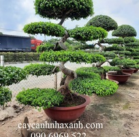 12 Cây cảnh - Cây xanh - Cây công trình - Chậu trồng cây