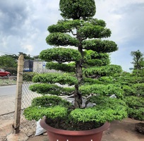 11 Cây cảnh - Cây xanh - Cây công trình - Chậu trồng cây