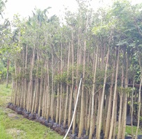 15 Cây cảnh - Cây xanh - Cây công trình - Chậu trồng cây