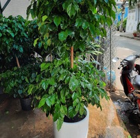 10 Cây cảnh - Cây xanh - Cây công trình - Chậu trồng cây