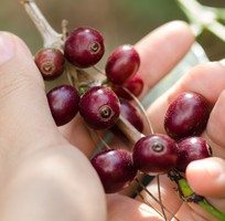 Tự hào Cà Phê Nguyên Chất Đắk Lắk: Hương Vị Tinh Hoa Từ Trái Đất Tây Nguyên