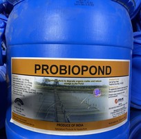 PROBIOPOND   Vi sinh bột xử lý đáy ao