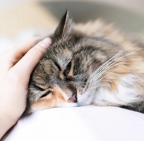 Bệnh Giảm Bạch Cầu Ở Mèo Và Top 3 Điều Bạn Cần Chú Ý