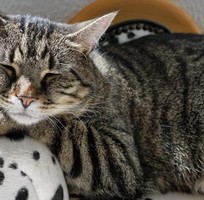 Top 10 Bệnh Ở Mèo Thường Gặp Và Nguyên Nhân