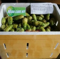 Trái nhàu tươi  noni fruit  - Bán trái nhàu tươi toàn quốc