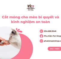 Cắt móng cho mèo bí quyết và kinh nghiệm an toàn