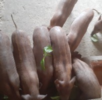Gà Ai Cập - Siêu đẻ trứng