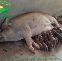 5 Gà Ai Cập - Siêu đẻ trứng