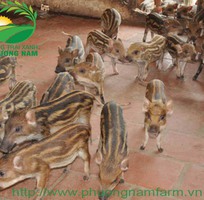 8 Gà Ai Cập - Siêu đẻ trứng