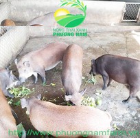 10 Gà Ai Cập - Siêu đẻ trứng