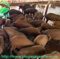 3 Gà Ai Cập - Siêu đẻ trứng