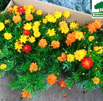 4 Công ty CP phát triển xây dựng Trung tâm xanh-  cung cấp các loại cây hoa tết đẹp