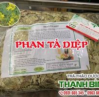 Tác dụng của phan tả diệp