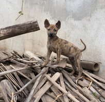 2 Tìm nhà mới cho đàn Phú Quốc con 2 tháng tuổi