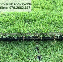 Cung cấp c.ỏ trồng cảnh quan sân vườn ở TPHCM, Đồng Nai