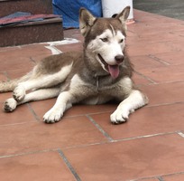 Bán chó HUSKY thuần chủng, nâu đỏ, 12 tháng, 28kg. GIÁ 3.000.000Đ