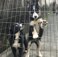 Bán chó HUSKY 3 tháng: 1.500.000đ