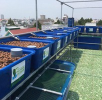 1 Thùng nhựa nuôi cá 500 lit - giao hàng toàn quốc