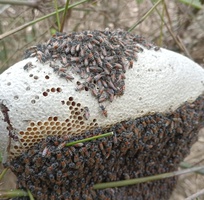 4 Mật ong ruồi nguyên ổ CỰC TỐT