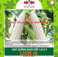 Hạt giống bắp nếp Lion 10