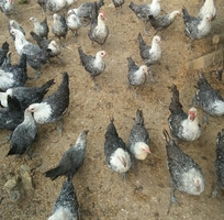 15 Gà Ai Cập - Siêu đẻ trứng