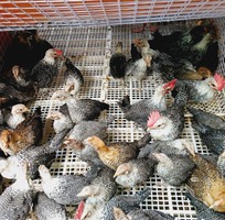 11 Gà Ai Cập - Siêu đẻ trứng