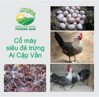 17 Gà Ai Cập - Siêu đẻ trứng