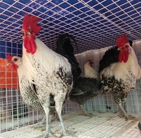 14 Gà Ai Cập - Siêu đẻ trứng