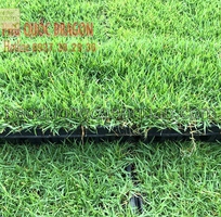 5 Cung cấp c.ỏ nhung Nhật, c.ỏ sân golf giá rẻ Đồng Nai, TPHCM