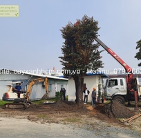 Dịch vụ di dời cây xanh, cắt tỉa cây ở Đồng Nai, HCM
