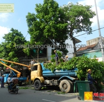 1 Khi nào thì cần đến Dịch vụ di dời cây xanh, cắt tỉa cành ở Đồng Nai, HCM