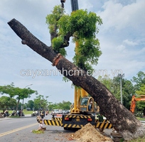 1 Dịch vụ chặt cây xanh, bứng cây cảnh ở Đồng Nai, HCM