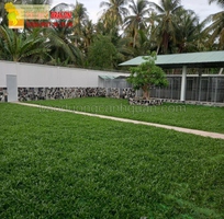C.ỏ nhung nhật, c.ỏ sân vườn ở HCM, Đồng Nai, Long An