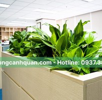 Cung cấp, cho thuê cây xanh nội thất ở HCM, Đồng Nai