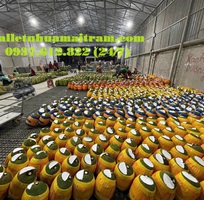 3 Pallet nhựa TP Hồ chí Minh giảm giá mạnh